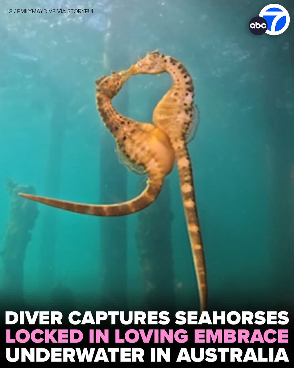 Underwater Love: Seahorses Challenge Belief That Romance is Dead!