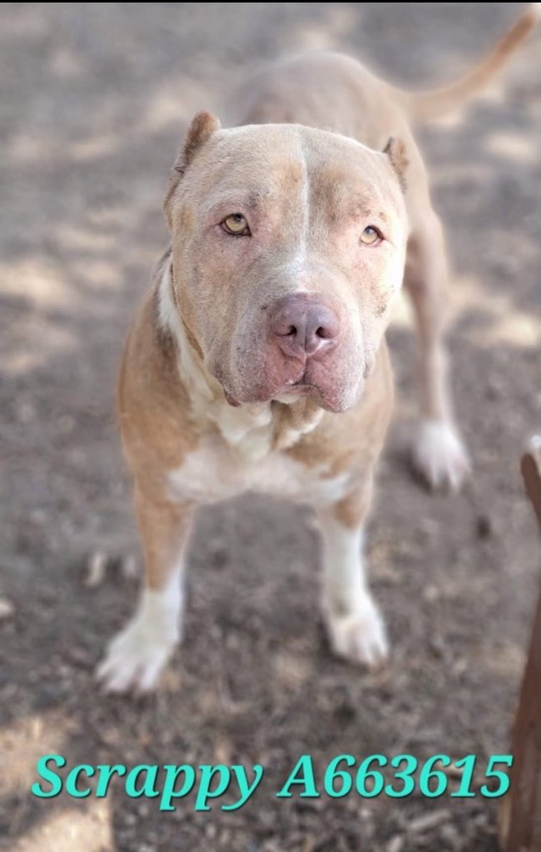 Urgent: 7-Year-Old Amstaff Dog Faces Immediate Euthanasia!