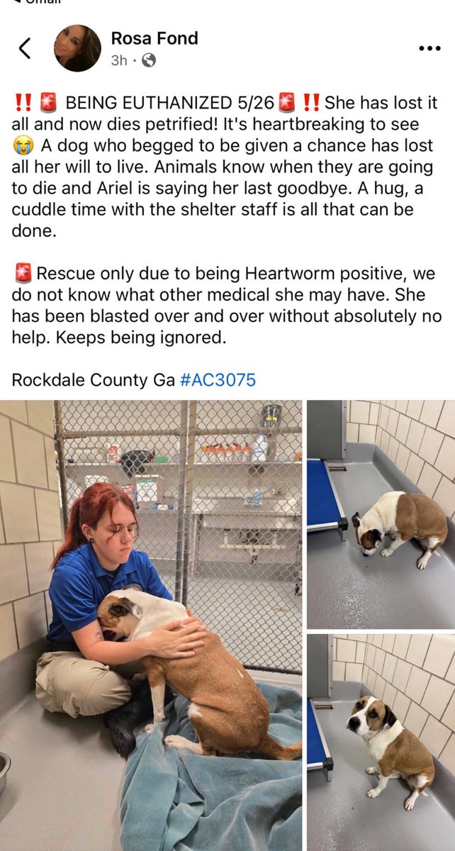 Urgent: HW+ Dog Ariel's Life on the Line at Rockdale Shelter!