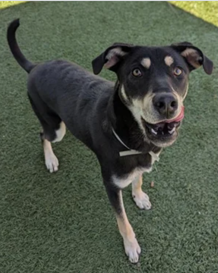 Urgent: Playful Shepherd Mix MINNIE Still at Risk in Downey!