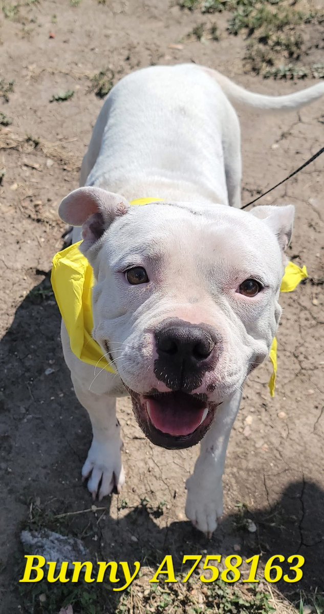 Urgent: San Antonio Dogs’ Lives at Stake—Act Now to Save Them!