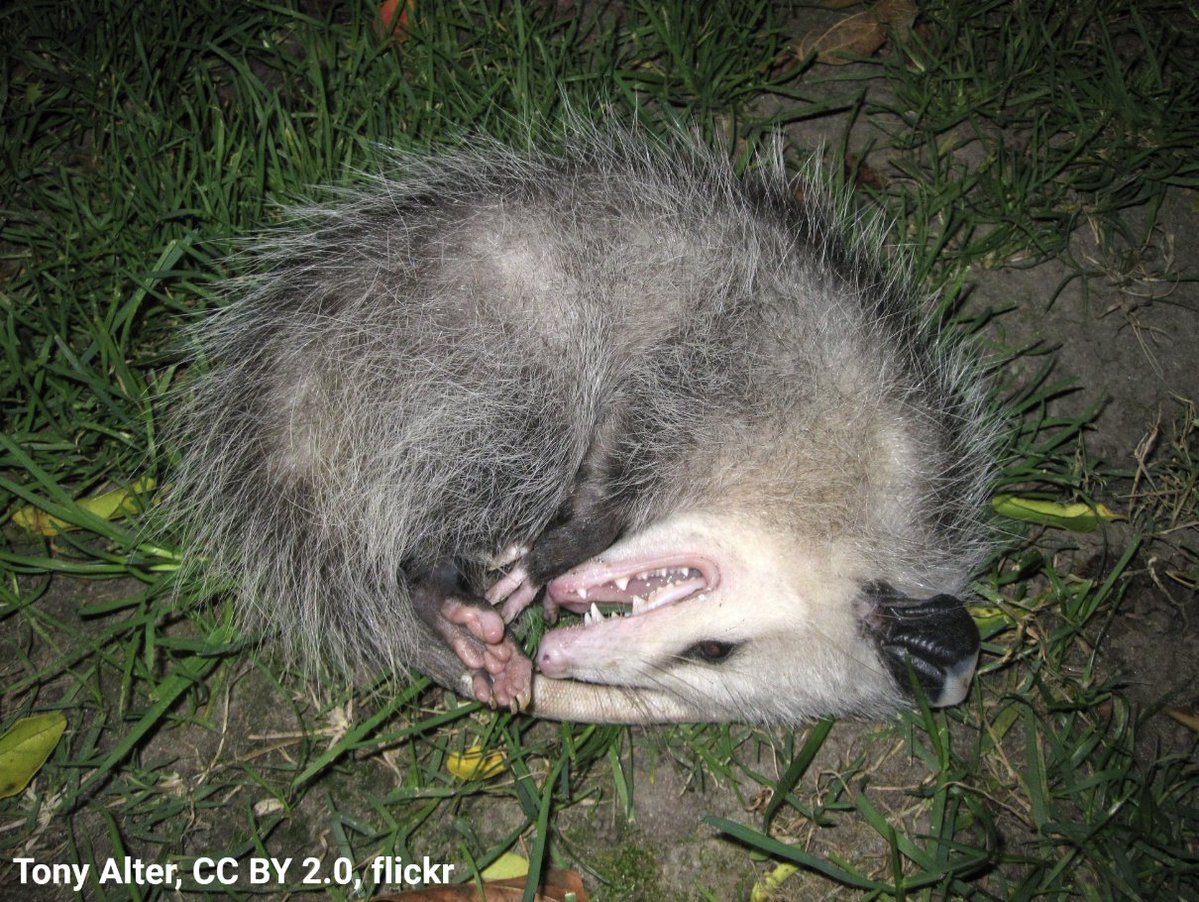 Virginia Opossum's Shocking Survival Tactic: Faking Death!