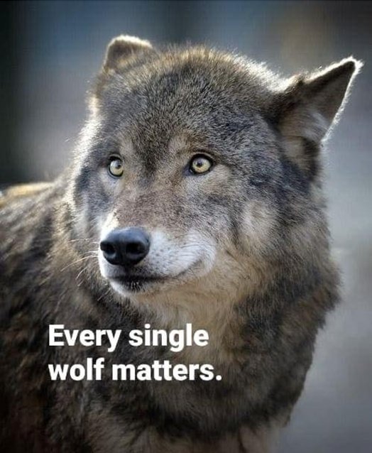 Wildlife Massacre Ban: Idaho, Montana, Wyoming Must Protect All!