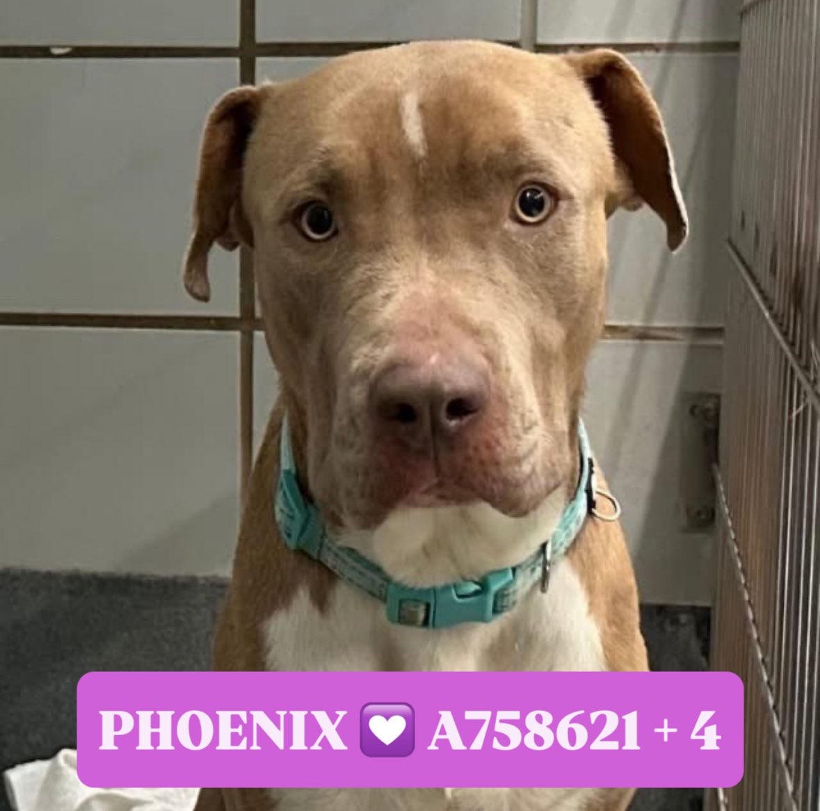 🆘 #AMSTAFF DOG MOM & 4 PUPS FACING DEATH TOMORROW IN TEXAS‼️