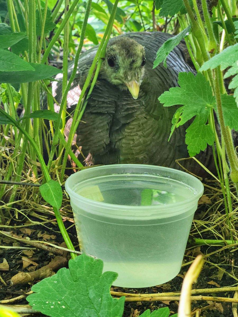 Astoria the Wild Turkey: Controversial Heatwave Survival Tips!