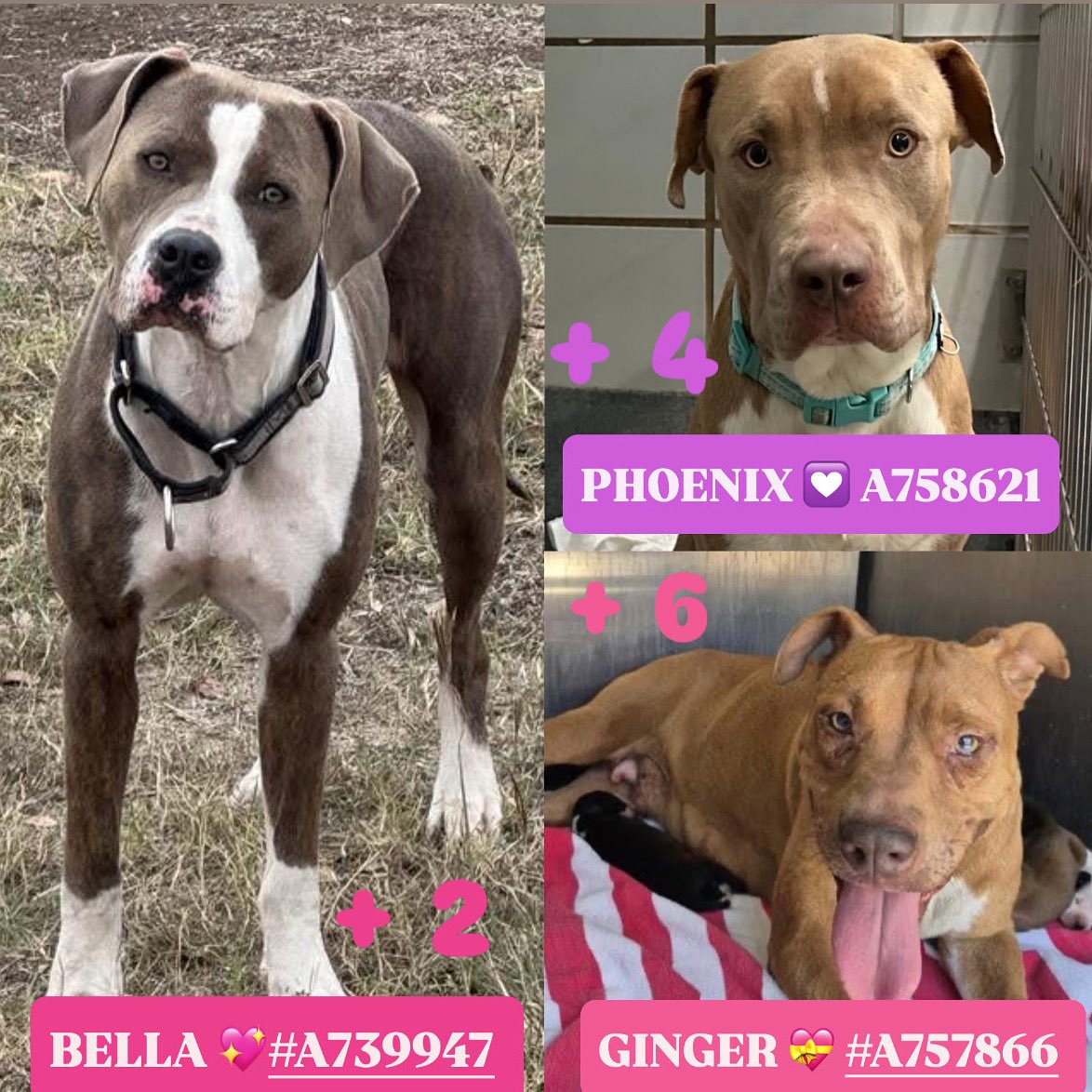 BREAKING: 3 Dog Moms & Their Puppies Face Euthanasia Tomorrow!