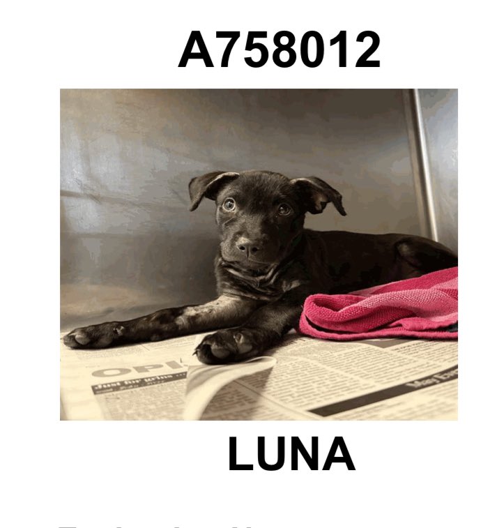 BREAKING: Baby Luna🌸 Placed Back on Kill List—Act NOW!
