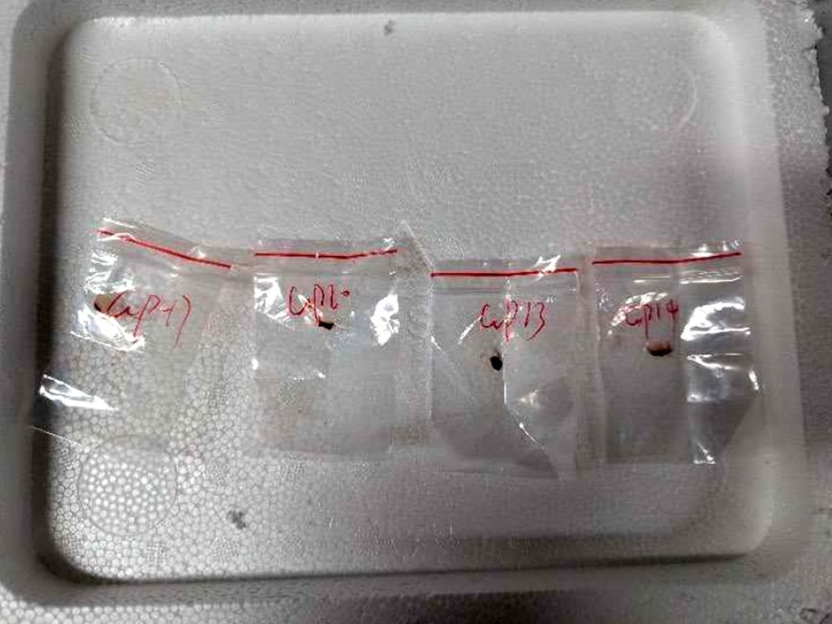 BREAKING 🔴🔴 Chinese Nationals Arrested for Smuggling Bio-Weapon!