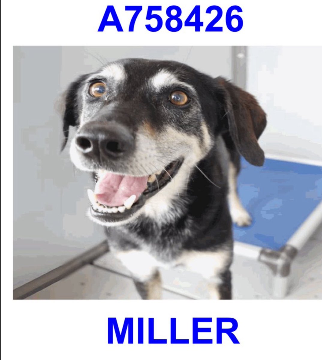 BREAKING: Miller💚 Faces Death at San Antonio Shelter! Urgent!