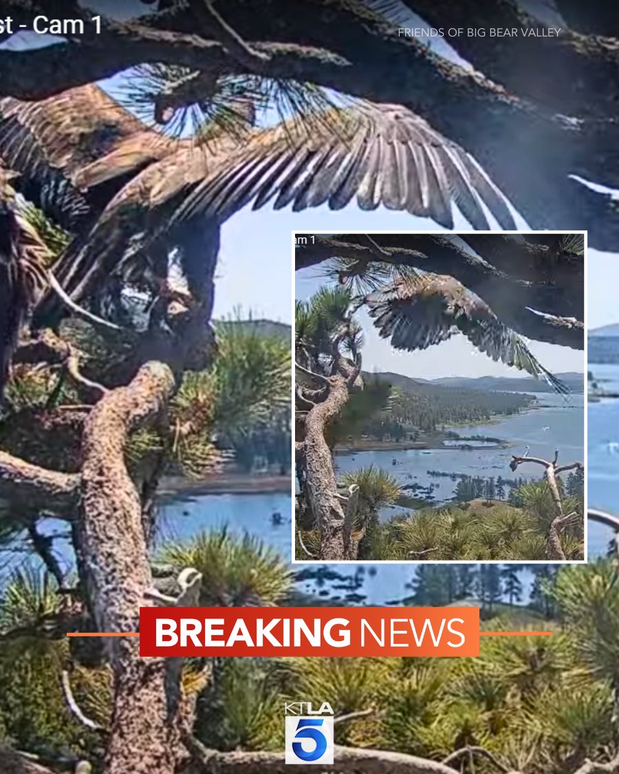 BREAKING: Young Bald Eagle Chick Flies, Sparks Outrage!