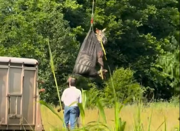 Breaking: Celebrity Zebra 'Ed' Found Safe After Wild Escape!