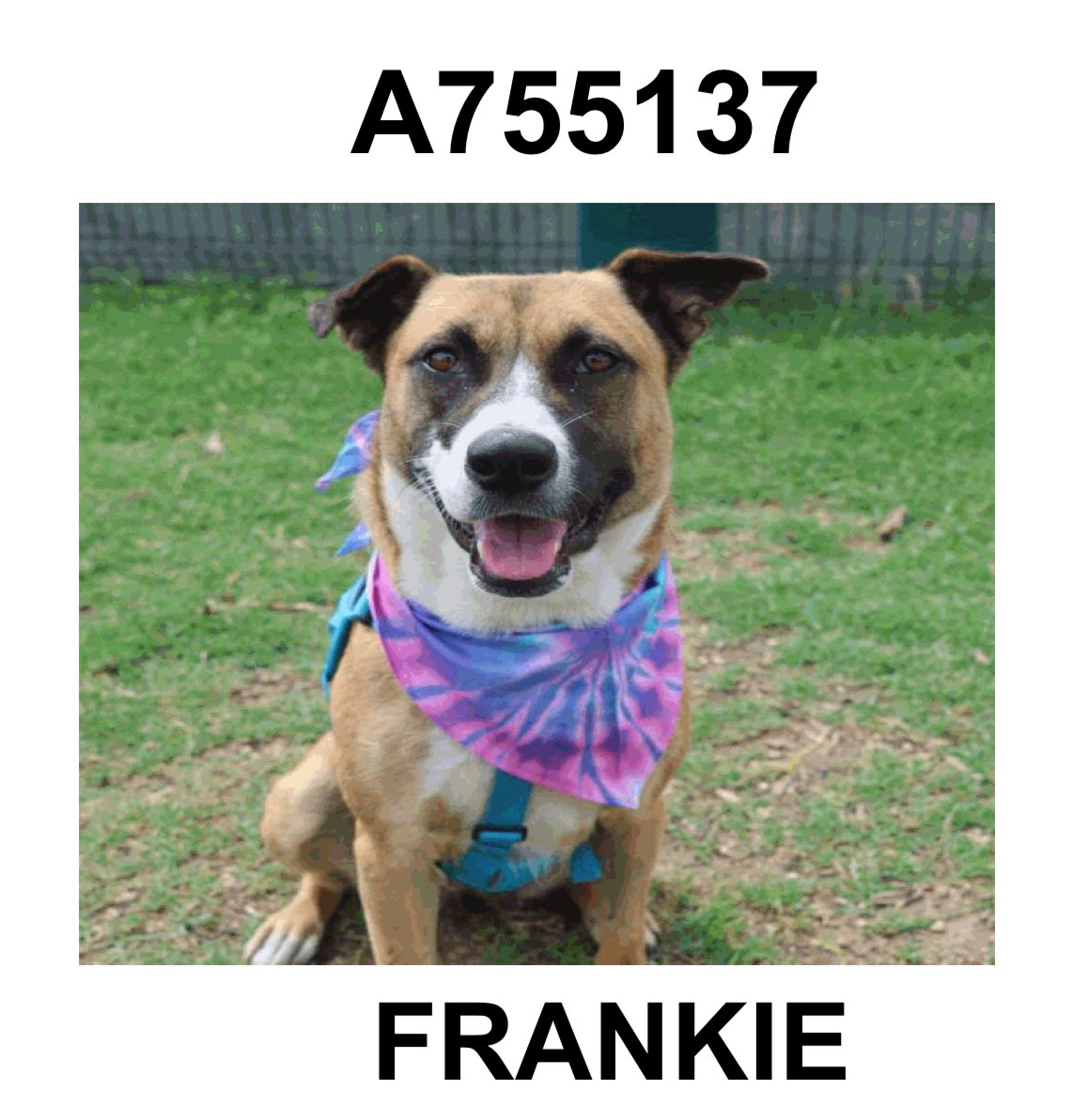Breaking: Urgent Plea to Save Frankie💗 - Kill Command Issued!