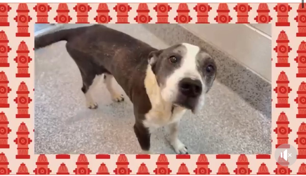 CRITICAL EMERGENCY: 12-Year-Old Dog on Death Row TODAY!
