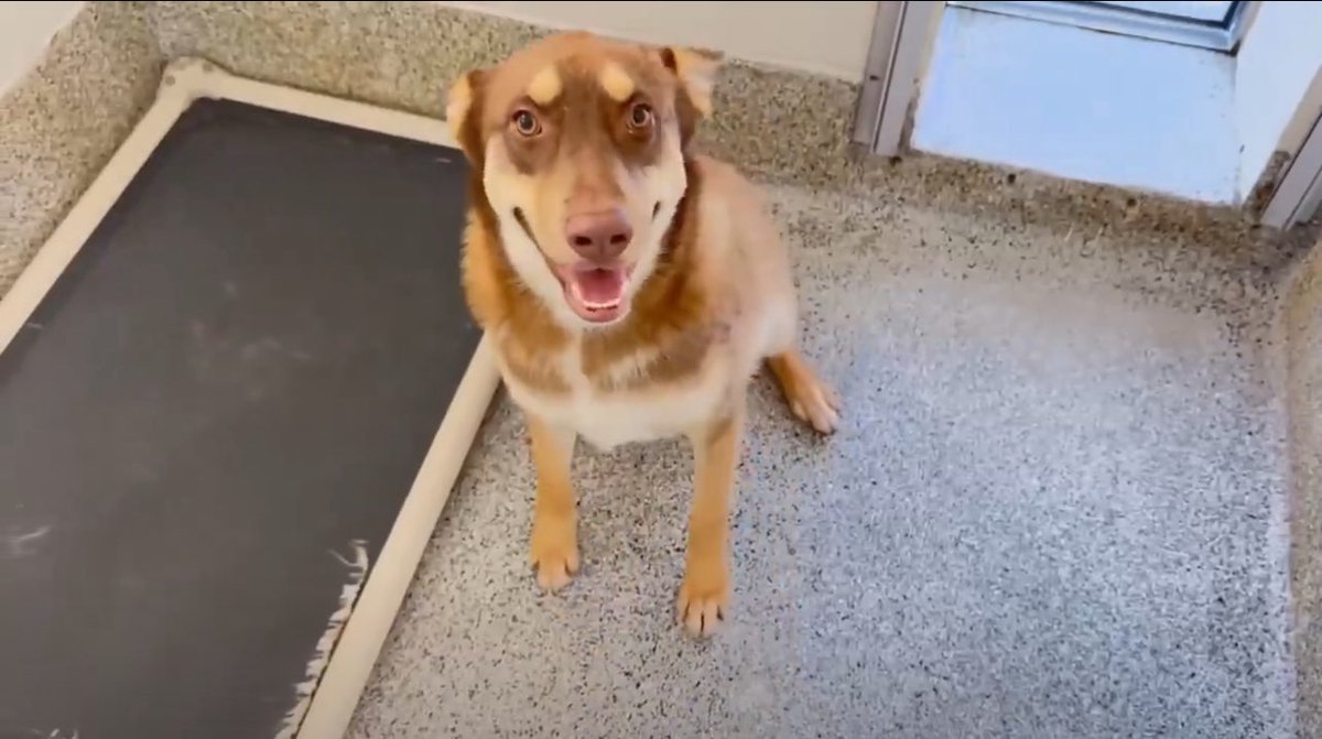 CRITICAL EMERGENCY🚑: 2-Year-Old Adopted & Returned—Allergy? 😱