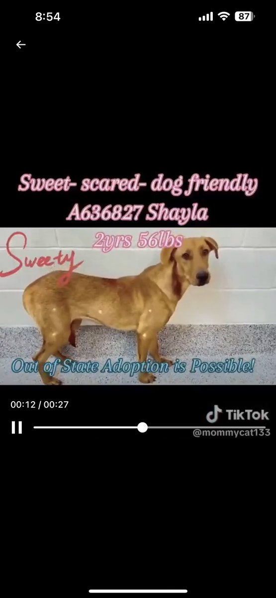 CRITICAL EMERGENCY: 2-Year-Old Dog Shayla Faces Death in Houston!