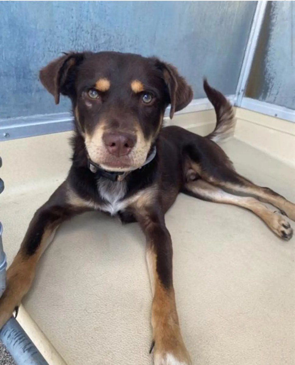 CRITICAL EMERGENCY🚑🆘: 2-Year-Old Dog's Life on the Line Today!