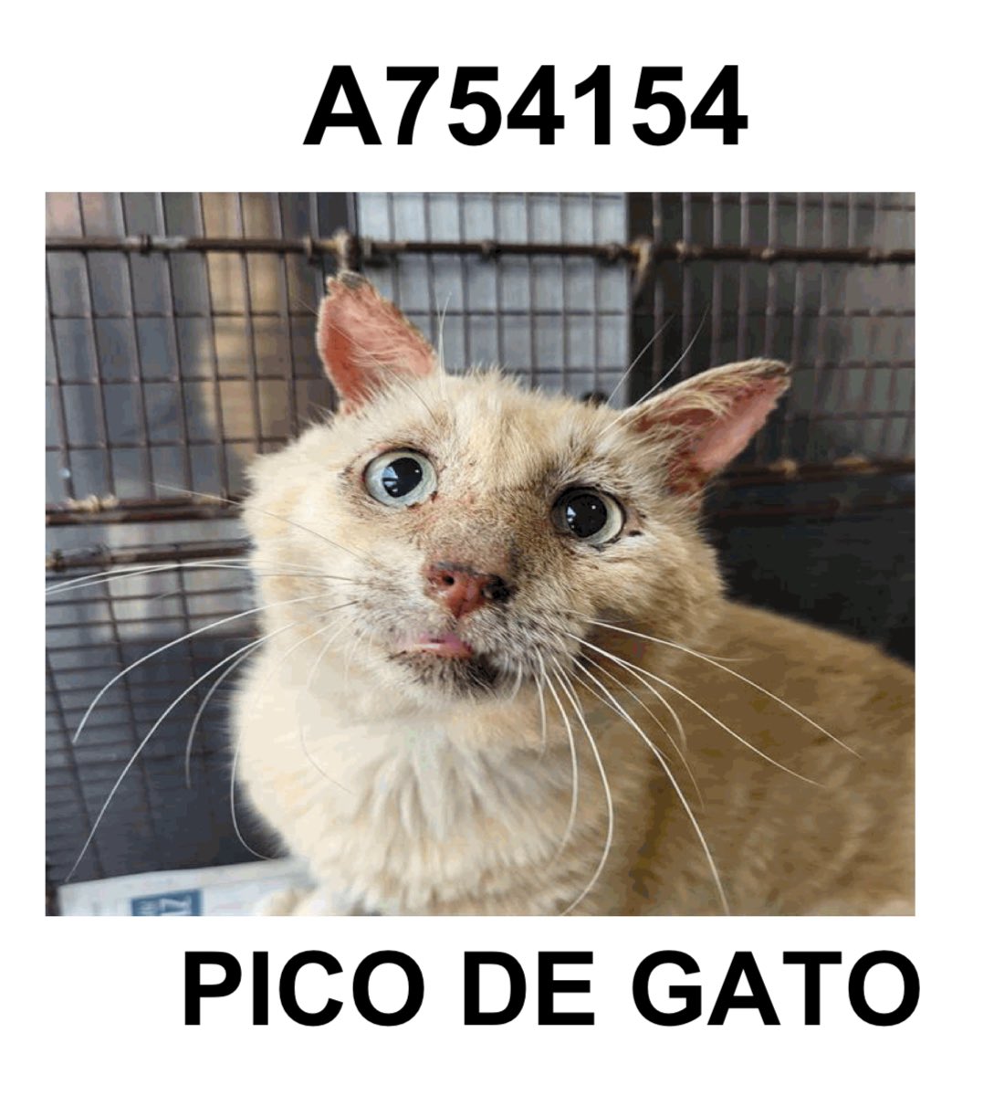 CRITICAL EMERGENCY: 3 Cats Face IMMINENT EUTHANASIA Today in TX!