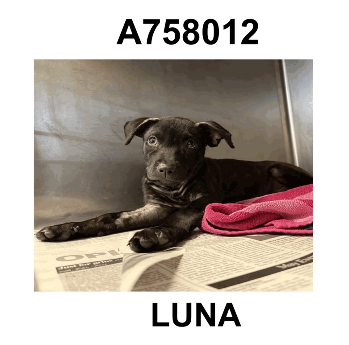 CRITICAL EMERGENCY: 3-Month-Old Dog Luna Faces Kill Command!