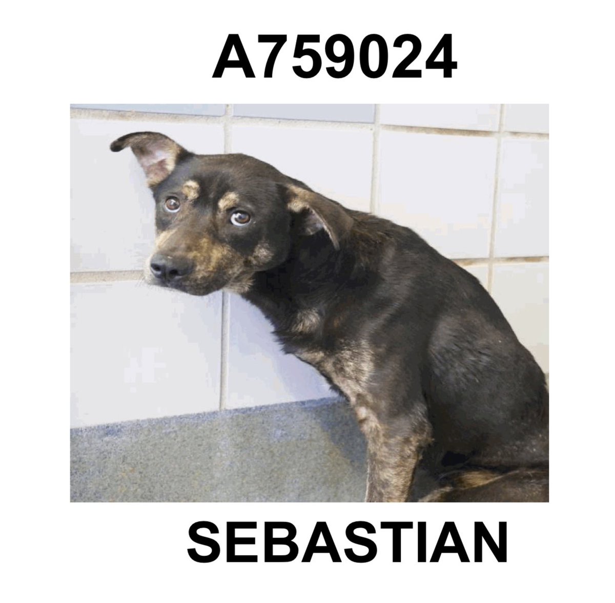 CRITICAL EMERGENCY: 3-Year-Old Dog Faces Immediate Euthanasia!