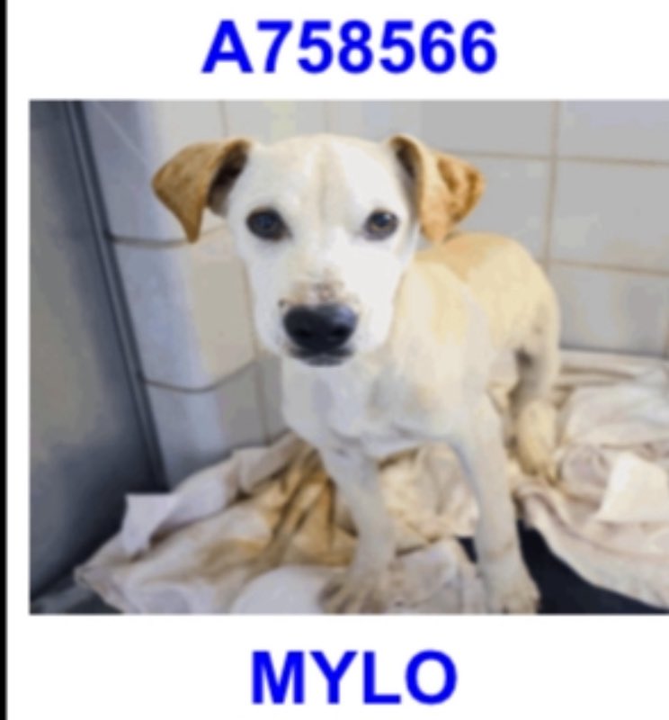 CRITICAL EMERGENCY: 8-Month-Old Pups Face Death in Texas Shelter!