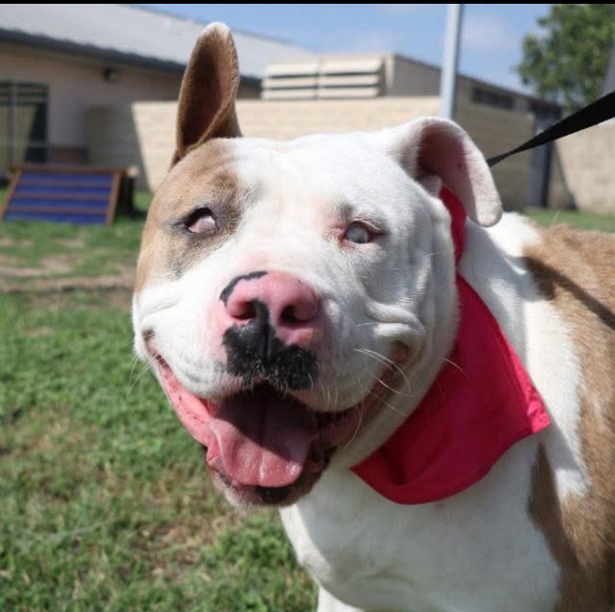 CRITICAL EMERGENCY: 9yr Deaf Dog's Life Hangs by a Thread!