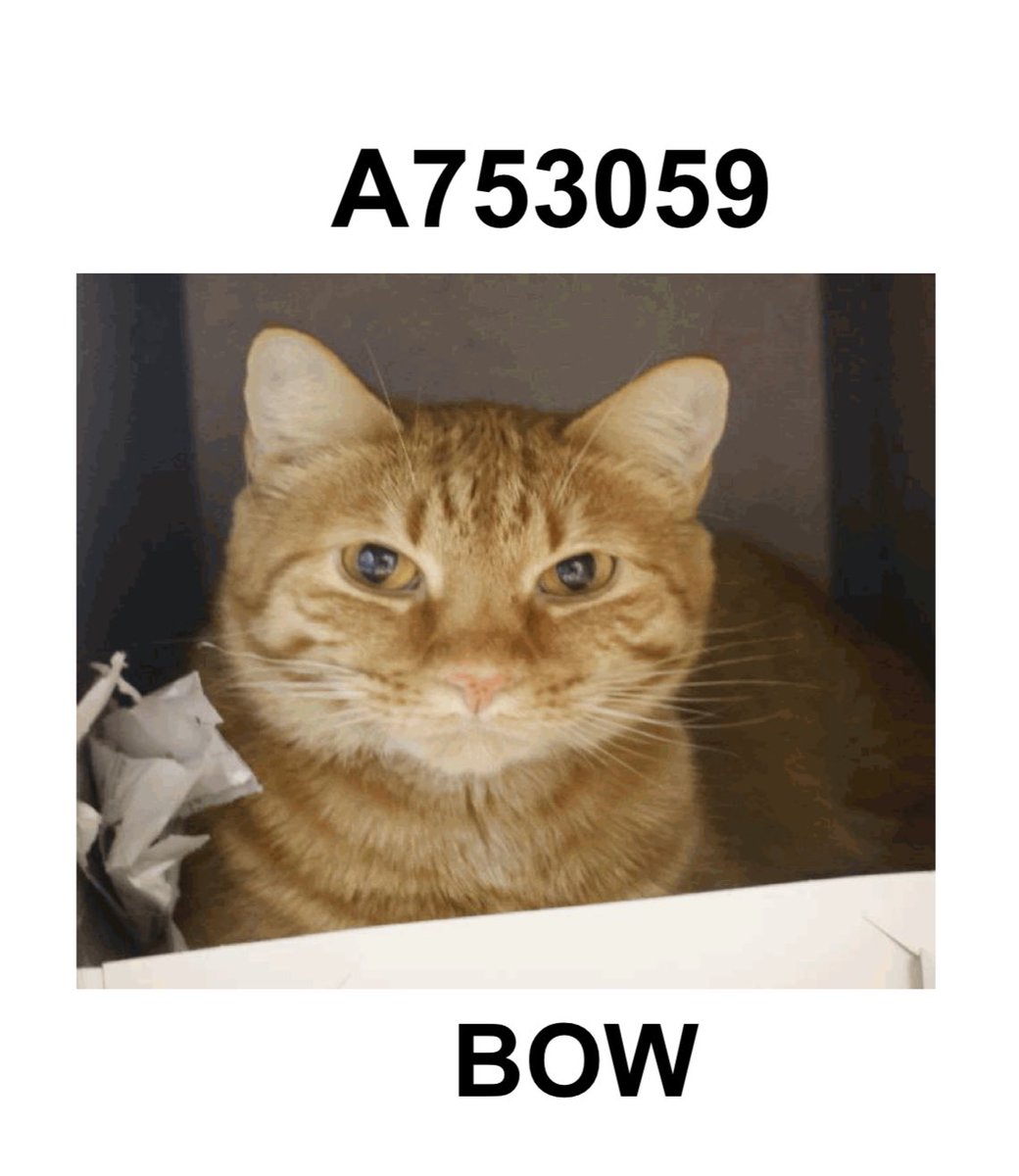 CRITICAL EMERGENCY! 🆘 CATS FACE DEATH TODAY IN SAN ANTONIO!
