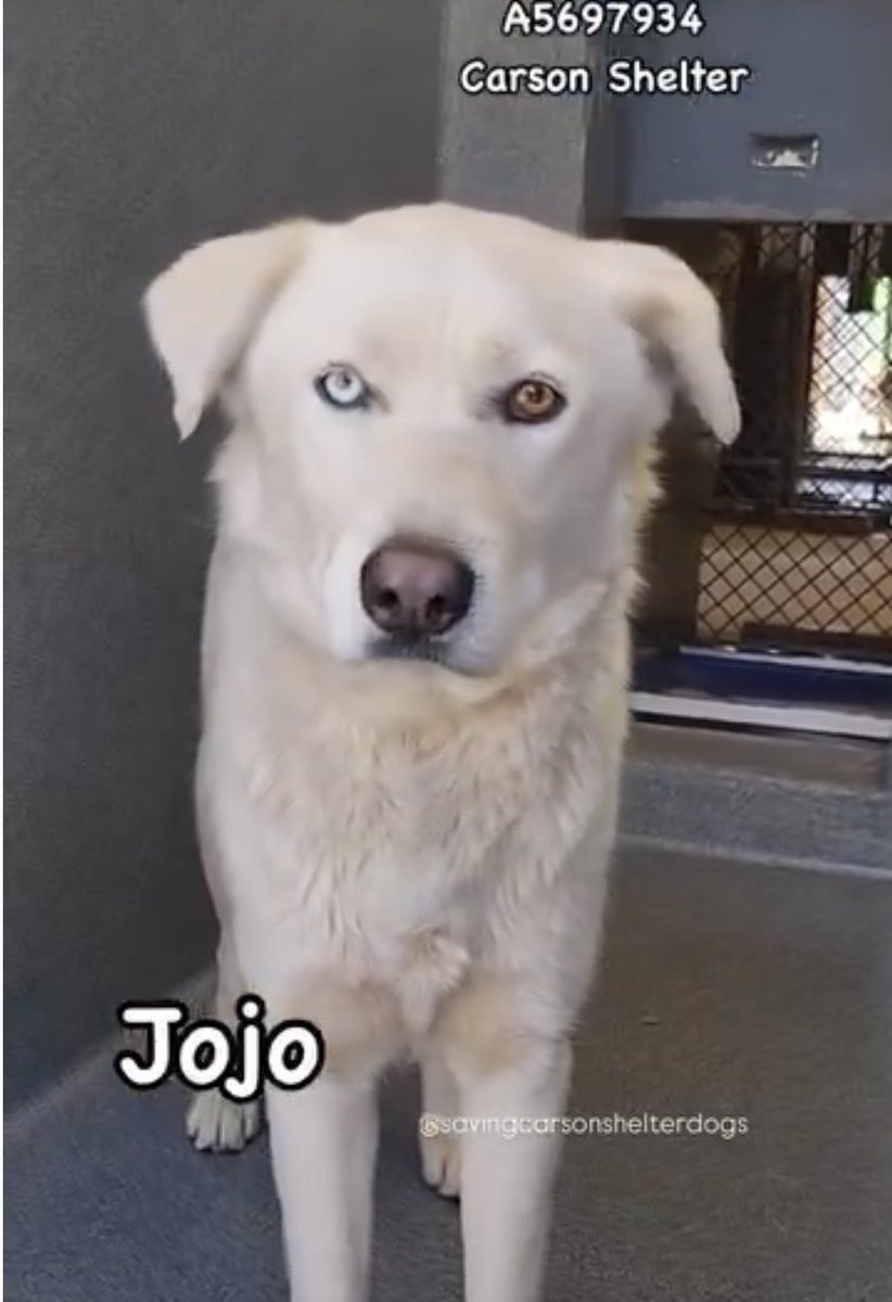 CRITICAL EMERGENCY: Jojo🩵 the Husky Faces Immediate Euthanasia!