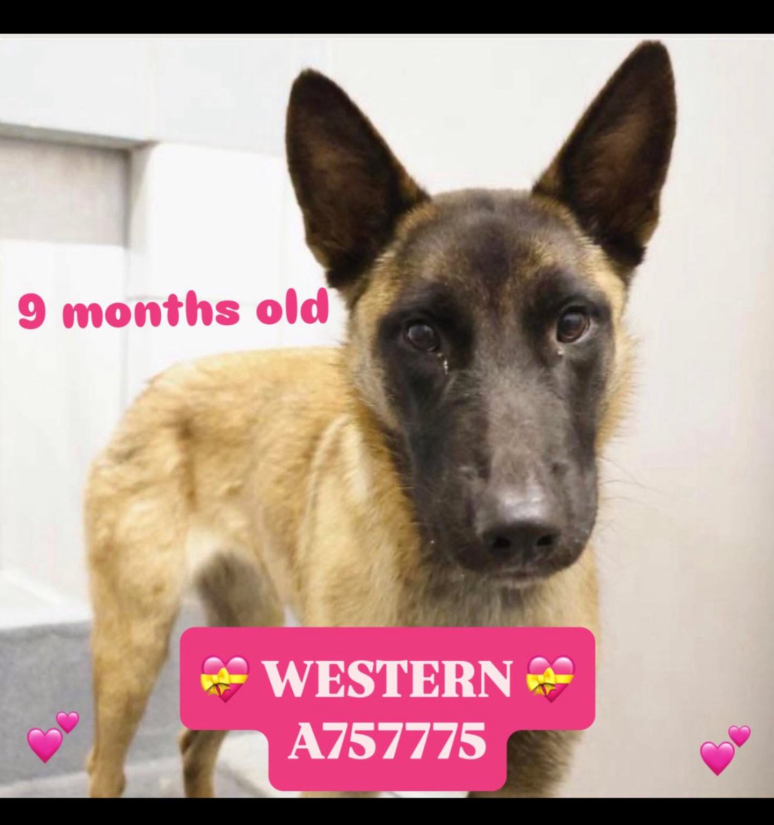 CRITICAL EMERGENCY: KILL Command Issued for Beloved Dog Today!