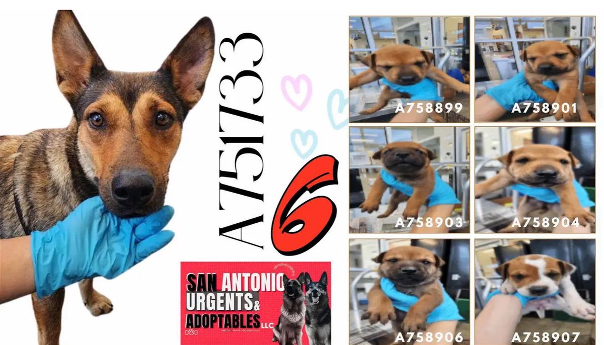 CRITICAL EMERGENCY: Mama Dog & Puppies Face Death TODAY in Texas!