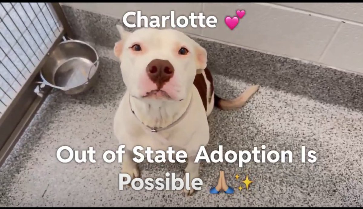 CRITICAL EMERGENCY: Sweet Charlotte's Life Hangs by a Thread! 🚨