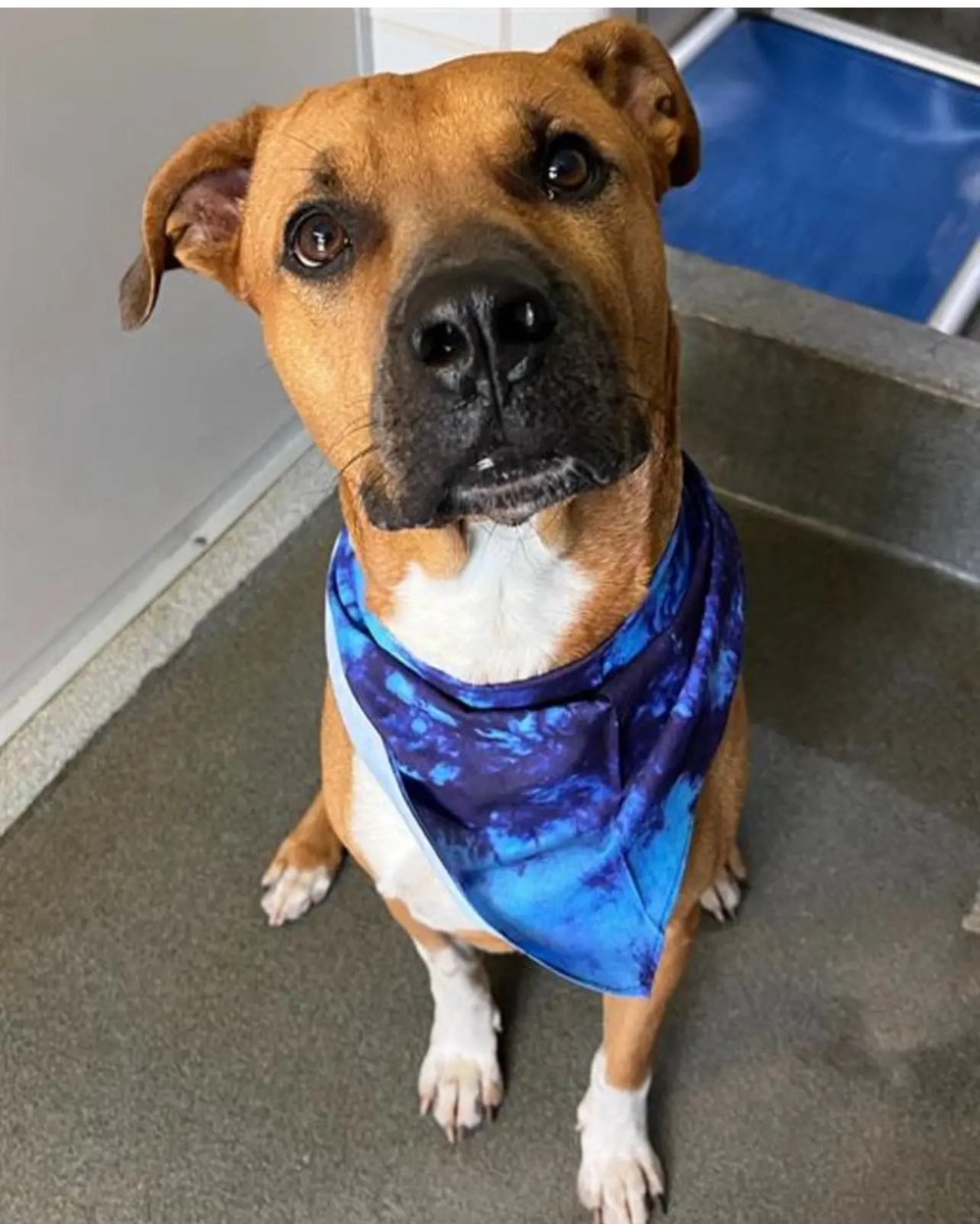 CRITICAL EMERGENCY: Sweet Dog Dexter Faces Death Today in Texas!