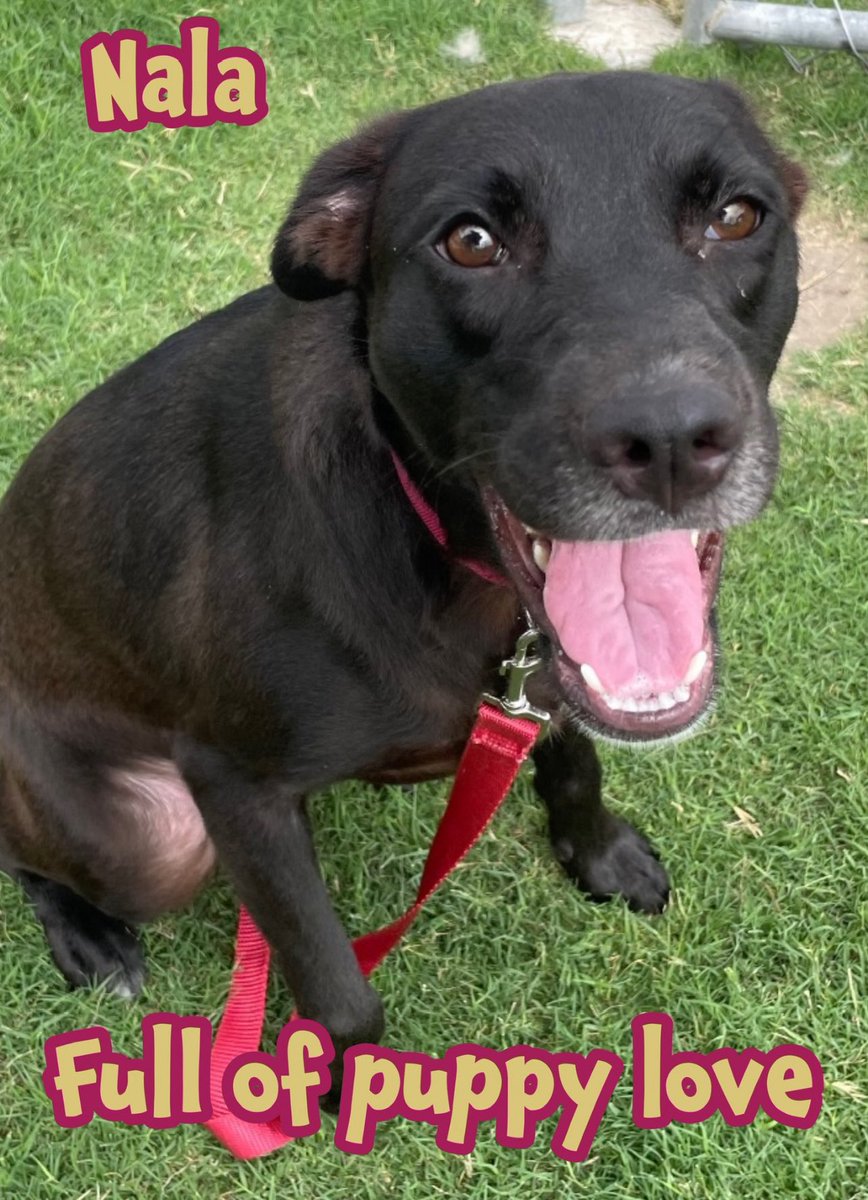 CRITICAL EMERGENCY🆘🚑: Sweet Nala🌺 Faces Euthanasia NOW!
