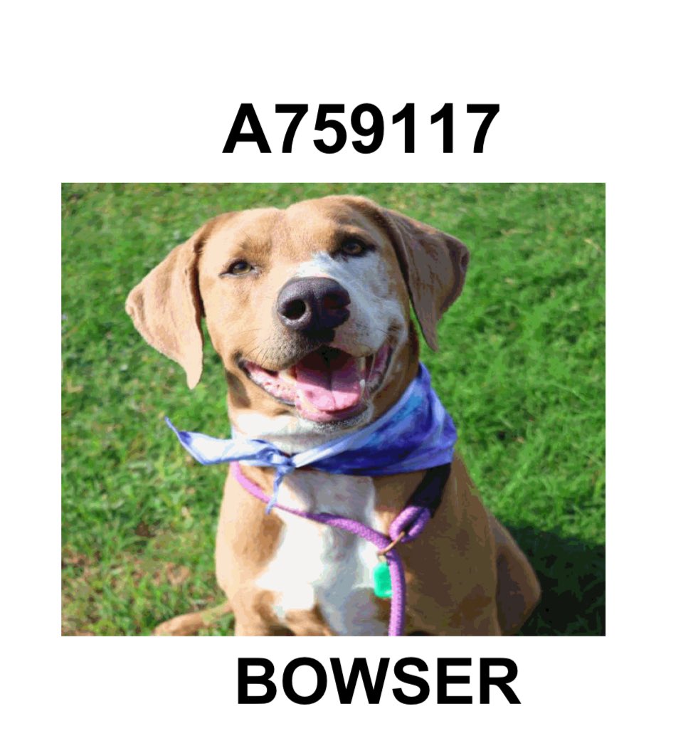 CRITICALLY URGENT: Sweet 2yr Old Dog Bowser💚 Faces Immediate Death!