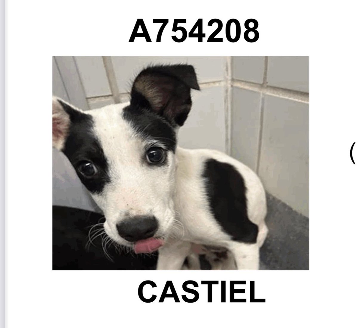 Castile💙 & Sam🩵: Urgent Fight Against Kill Order in Texas!