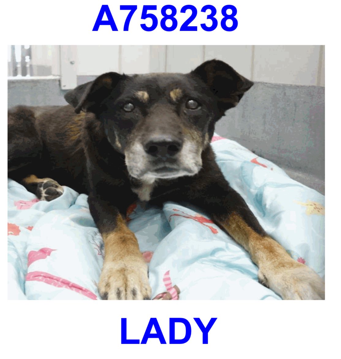 Controversial Alert: 8-Year-Old Dog's Life at Risk in Texas Shelter!