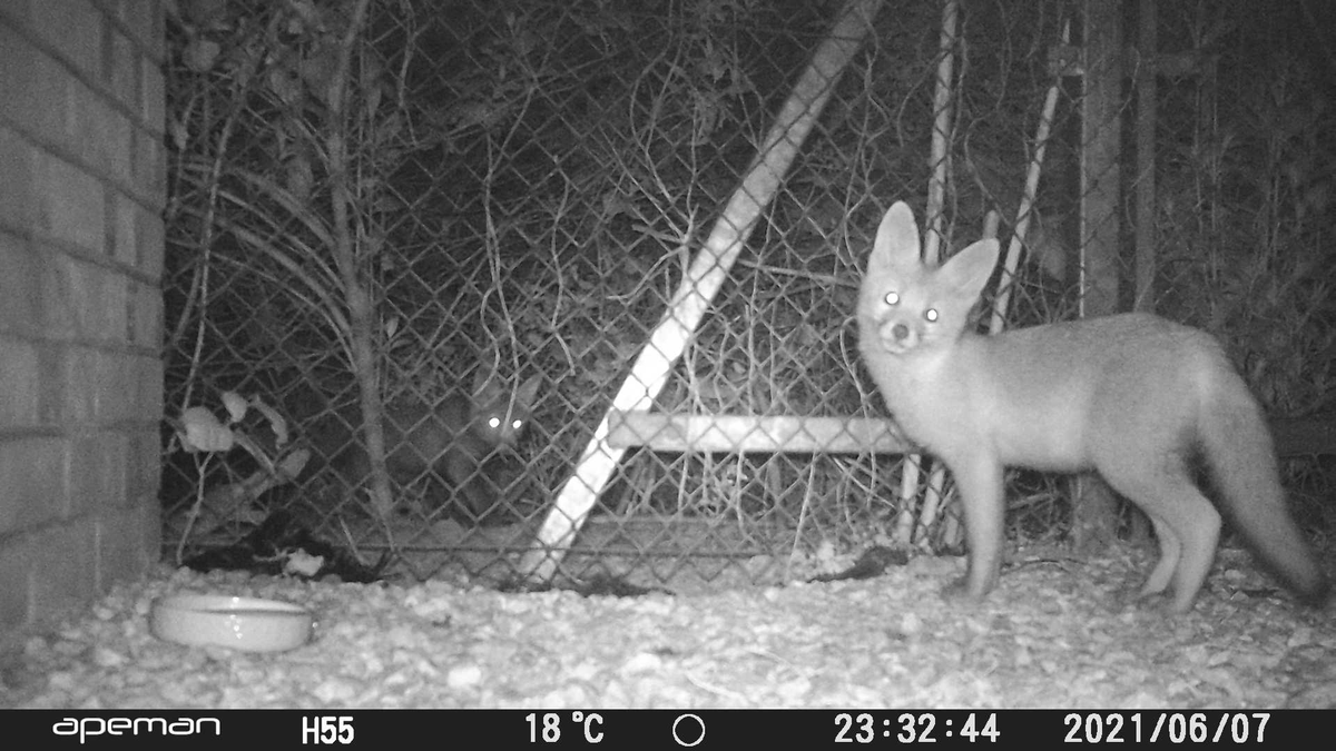 Controversial DNA Revelations: Is Hazel's Cub Really Chester's?