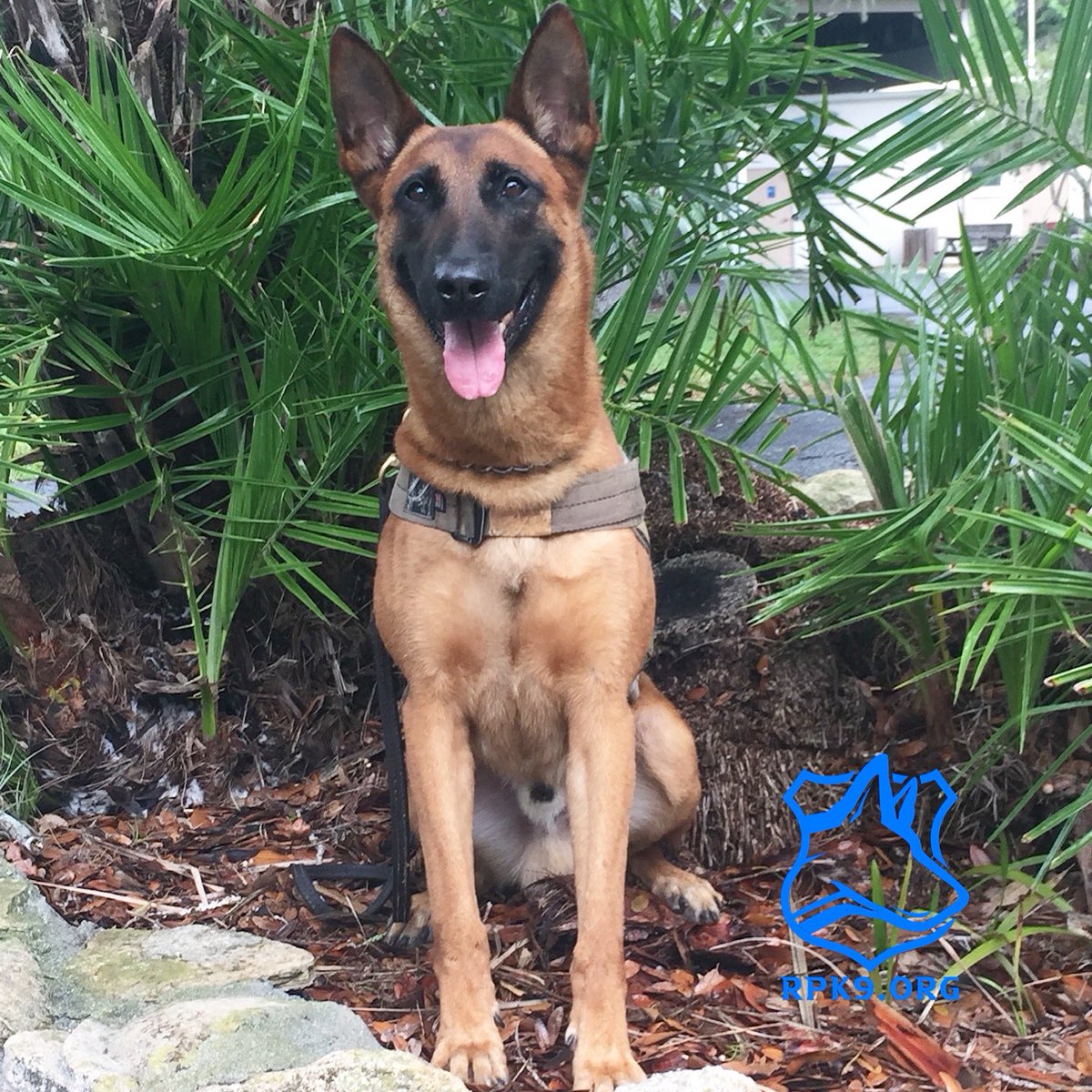 Controversy Erupts Over K9 Loki's Luxurious Retirement!