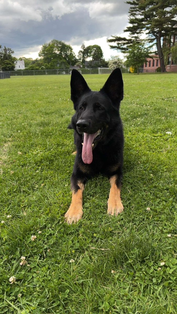 Controversy Erupts: Retired K9 Bernie Sparked Nationwide Outrage!