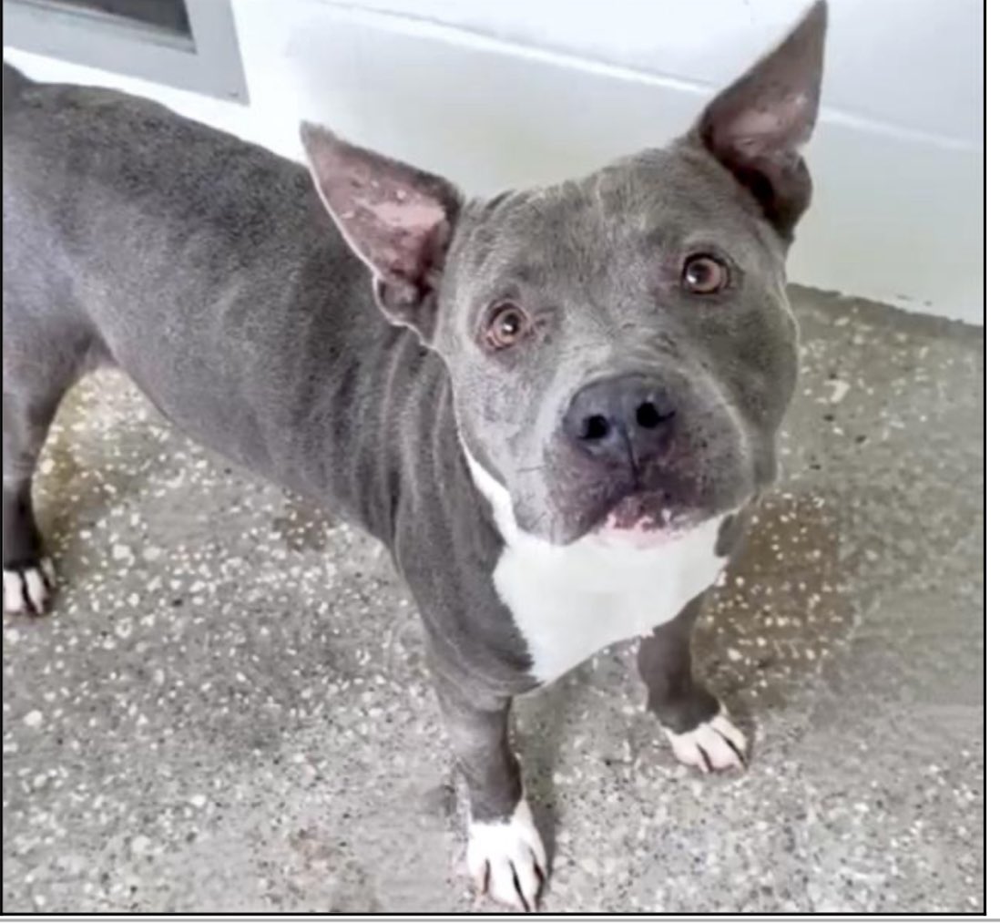Critical Emergency: 5-Year-Old Dog Marco Faces Death on 6/11!
