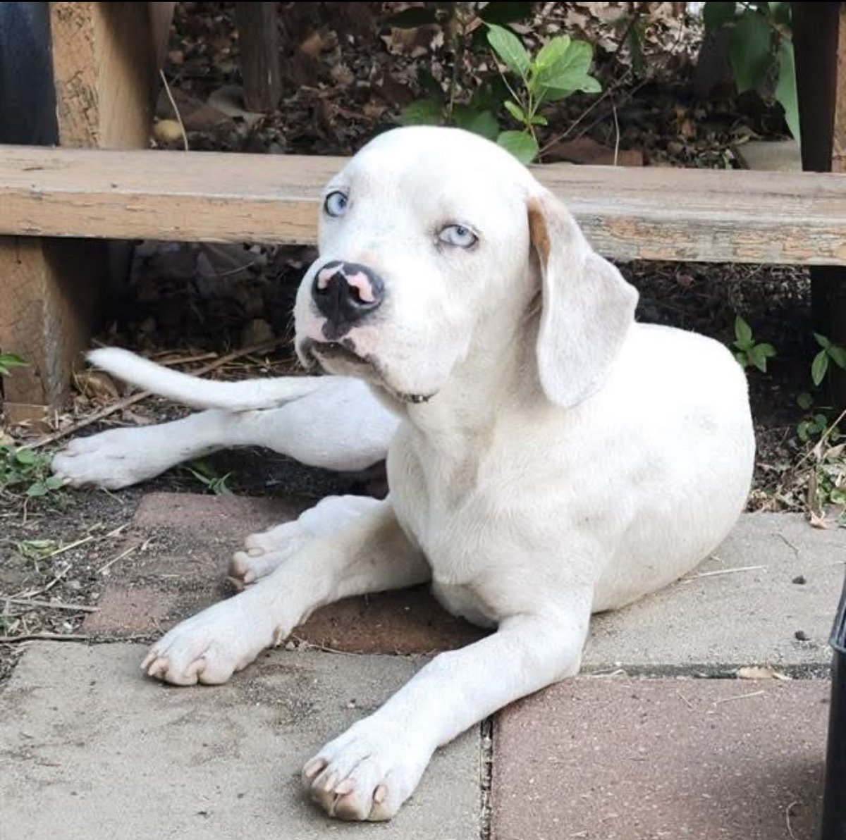 Critical Emergency: Sweet Puppy Cooper Faces Immediate Death!