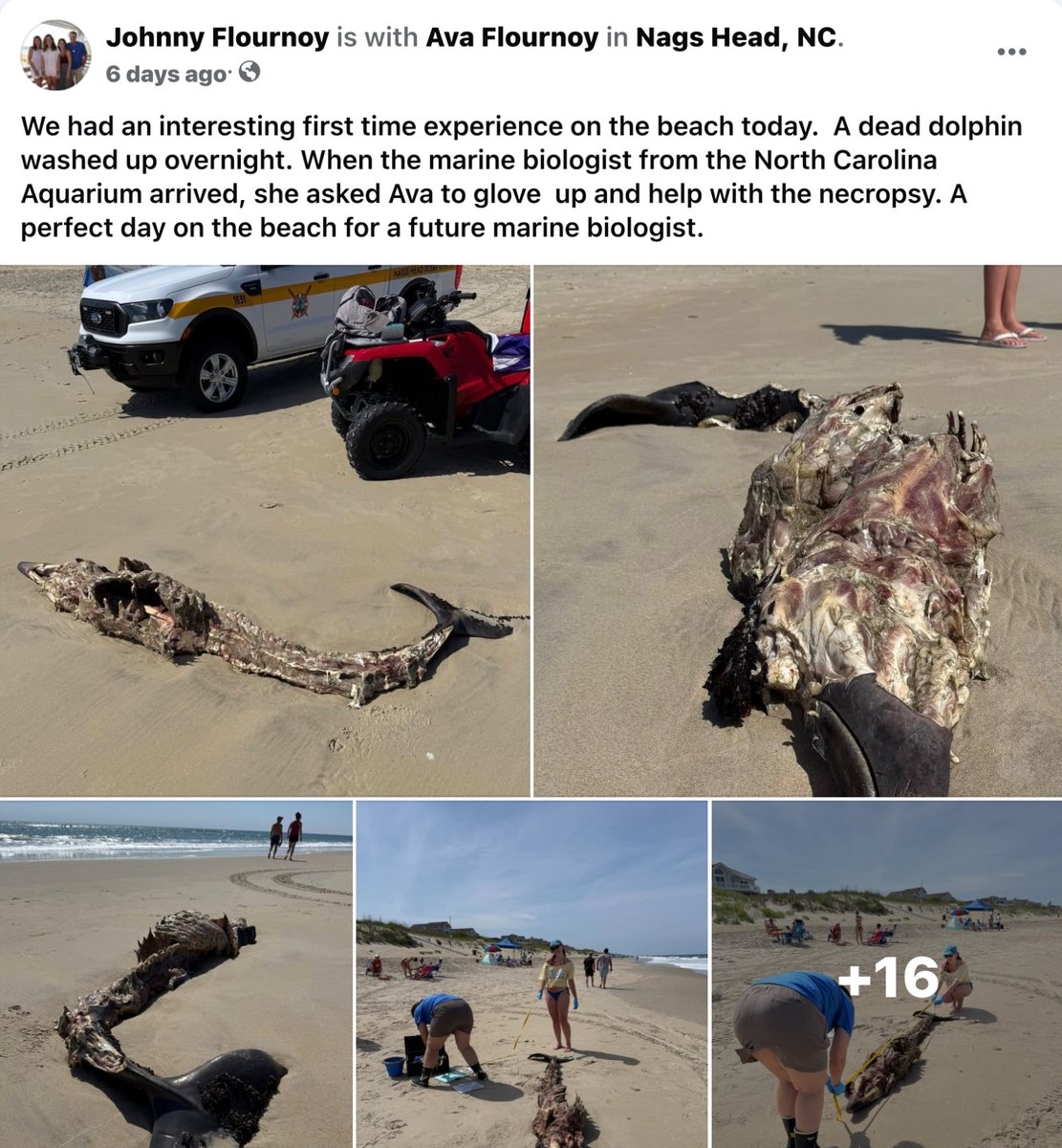 Dead Dolphin Found on NC Beach Sparks Outrage Over Pollution!