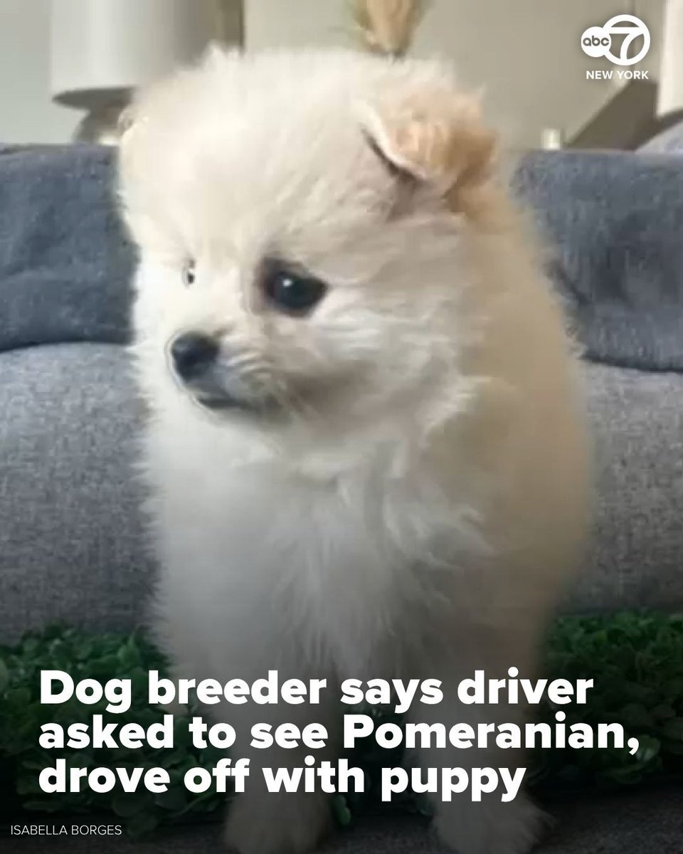 Dog Theft Shocker: Man Steals Pomeranian During Breeder Visit!