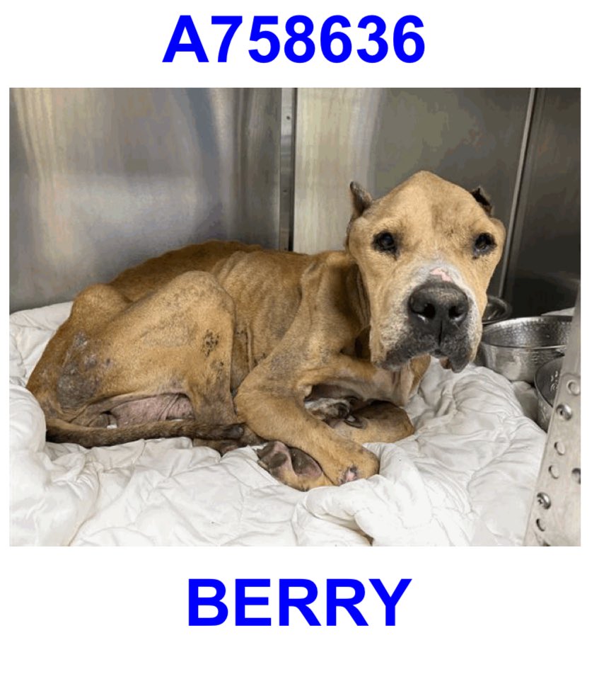 Emergency: 7-Year-Old Dog Faces Death in San Antonio Shelter! 🚨