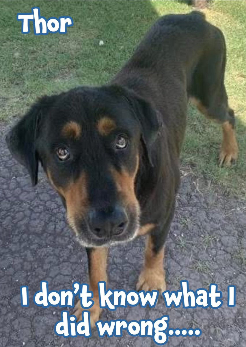 Emergency Alert: 10-Year-Old Dog Thor Faces Immediate Death!