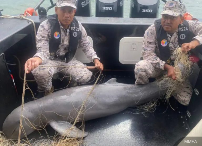 Endangered Dolphin Found Dead: Illegal Nets Wreak Havoc!
