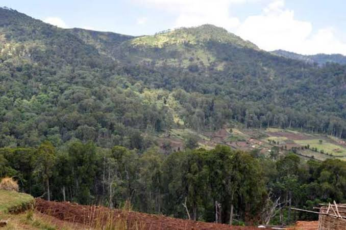 Fatal Clash: KFS Shoots Suspected Charcoal Burner in Vihiga