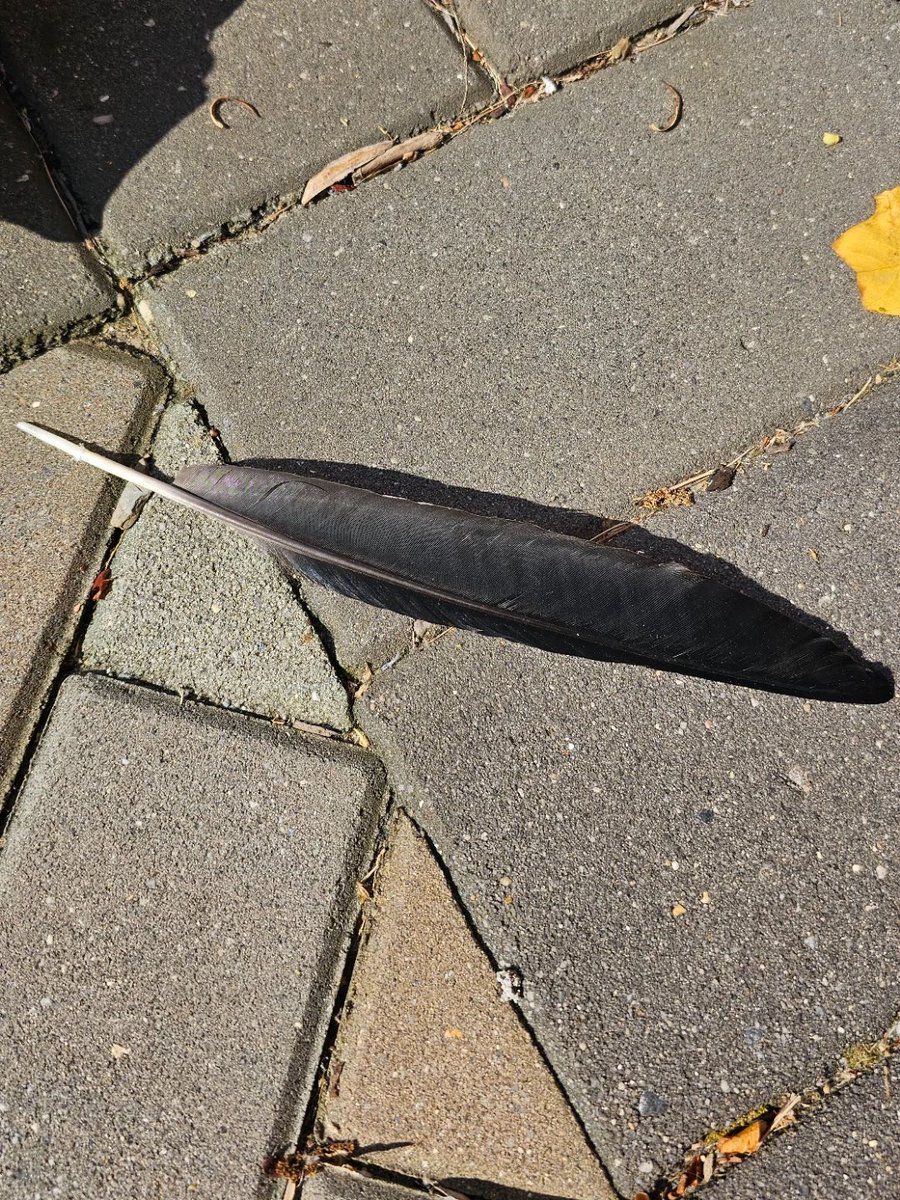 Feather Found in Times Square: Where's the Bird? Shocking Discovery!