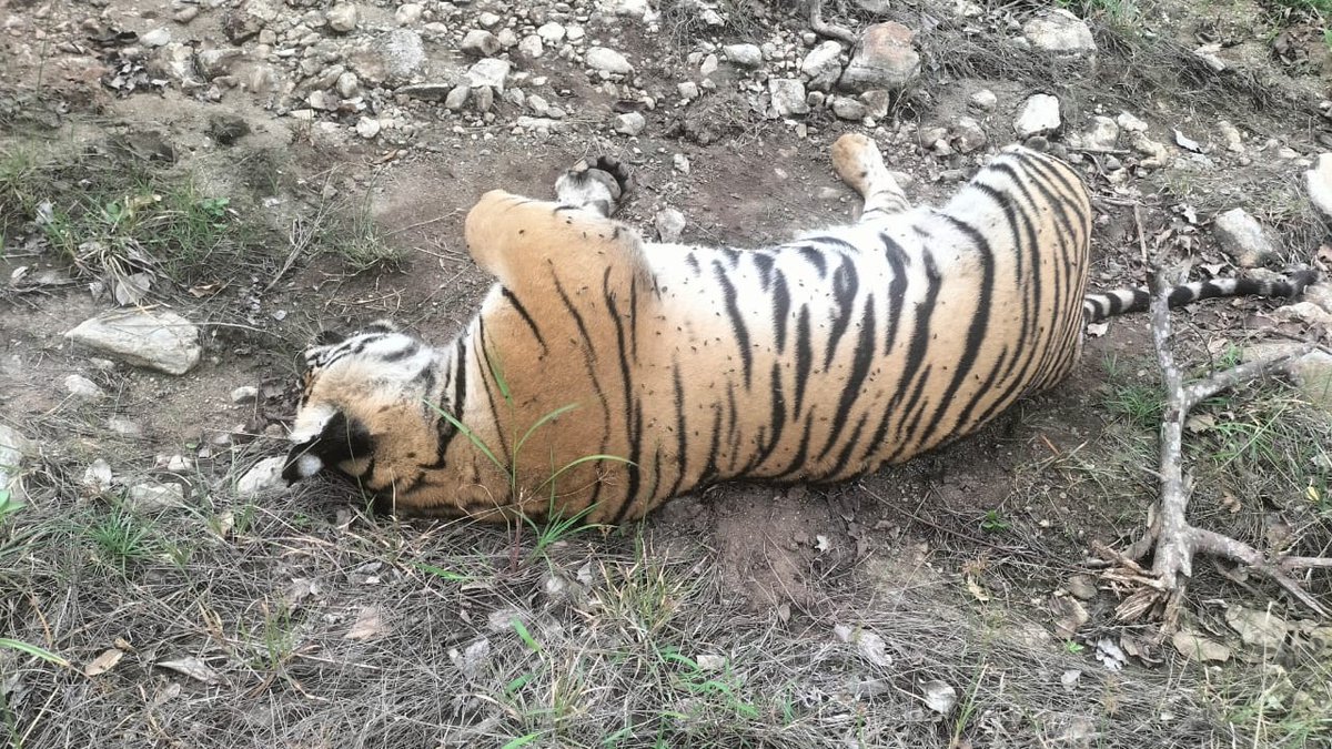 Five Tigers Found Dead in Karnataka: Poisoning Shocks Nation!