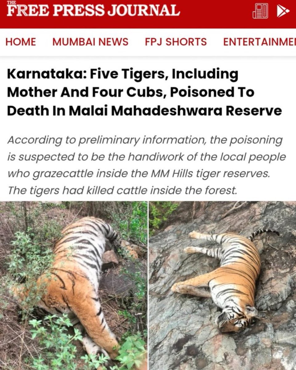 Five Tigers Poisoned in Karnataka: Outrage or Indifference?