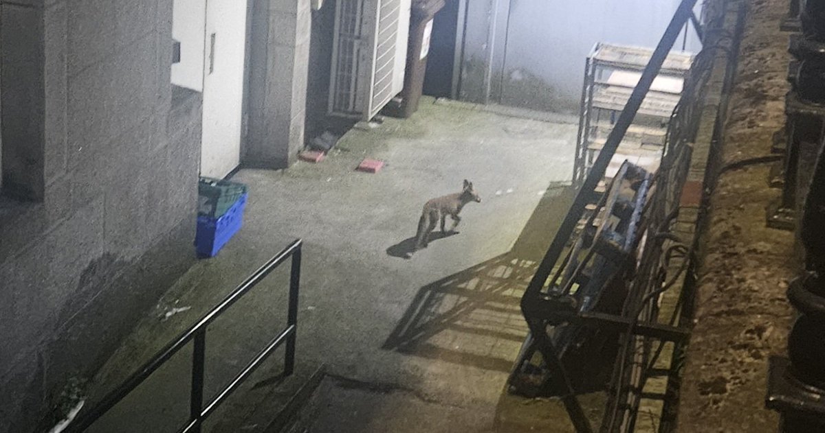 Fox Spotted at Government Complex: Nature's Newest Whistleblower?